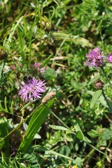 Centaurea jacea