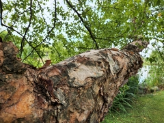 Betulaceae