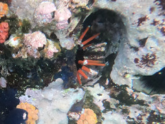 Eucidaris galapagensis