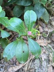 Talinum paniculatum