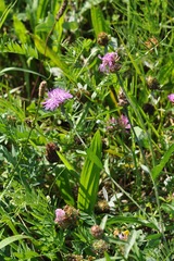 Centaurea jacea