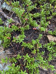 Arctostaphylos uva-ursi