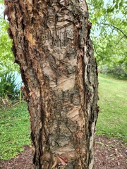 Betulaceae