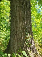 Quercus falcata