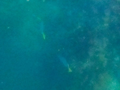 Prionurus laticlavius