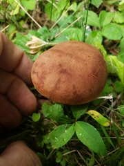 Boletaceae