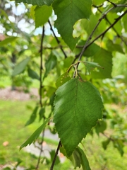 Betulaceae