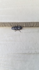 Melanophila consputa