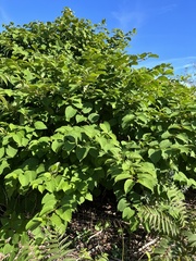 Reynoutria sachalinensis