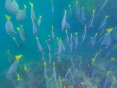 Prionurus laticlavius