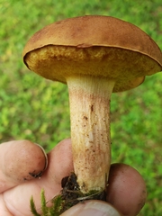 Boletaceae