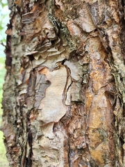 Betulaceae