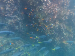 Holacanthus passer