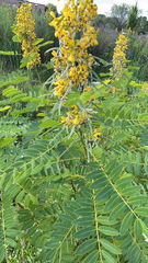 Senna hebecarpa
