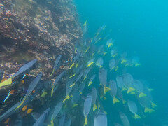 Prionurus laticlavius