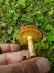 Boletaceae