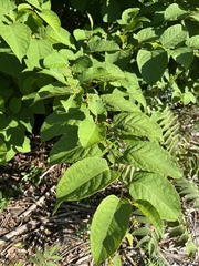 Reynoutria sachalinensis