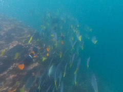 Prionurus laticlavius