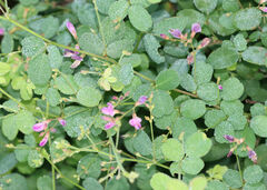 Lespedeza procumbens