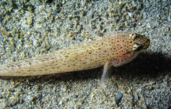 Gobius bucchichi