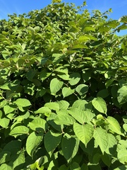 Reynoutria sachalinensis