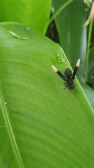 Parachartergus apicalis