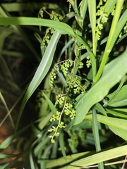 Lygodium japonicum