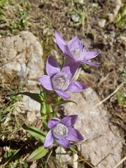 Gentianella