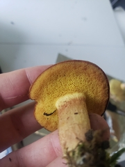 Boletaceae