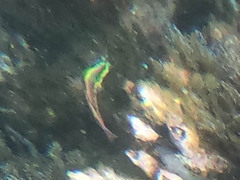 Thalassoma lucasanum