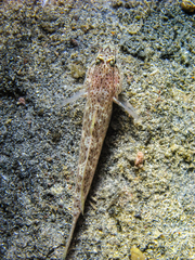 Gobius bucchichi