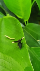 Parachartergus apicalis