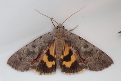 Catocala grynea