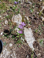 Gentianella