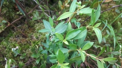 Lysimachia terrestris