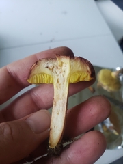 Boletaceae