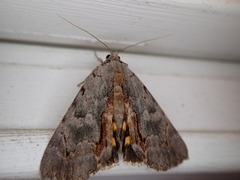 Catocala grynea