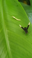 Parachartergus apicalis
