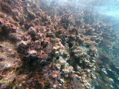 Megabalanus
