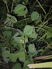 Pueraria montana