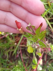 Oenothera epilobiifolia