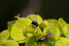 Diptera