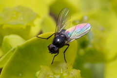 Diptera