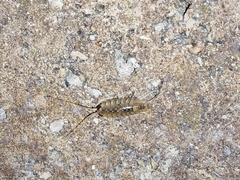 Ligia exotica