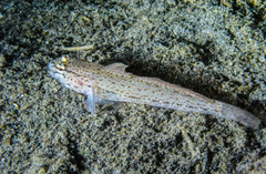 Gobius bucchichi