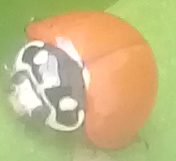 Cycloneda sanguinea