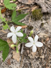 Cnidoscolus stimulosus