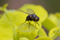 Diptera