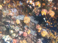 Tubastraea coccinea