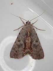 Catocala grynea
